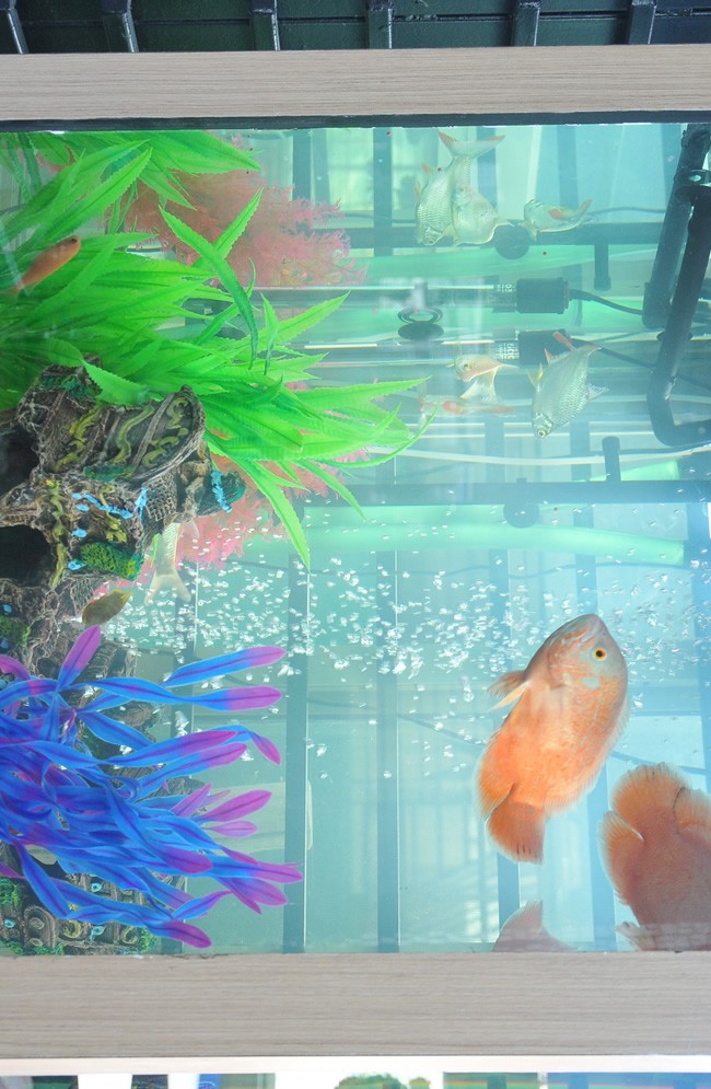 Aquarium